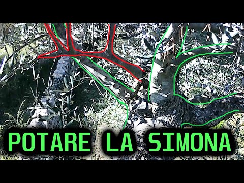 COME POTARE L' OLIVO VARIETA' SIMONA - Semplice e veloce 🔥