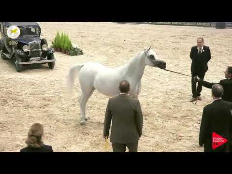 N.61 NAWAAL AL RAYYAN - SEWC 2019 - 7 Years Old and Older Mares (Class 8)