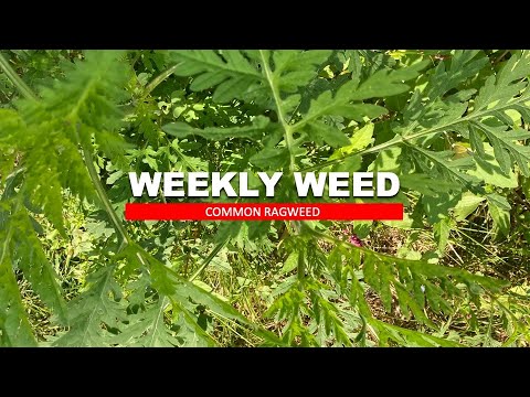 Weekly Weed: Common Ragweed