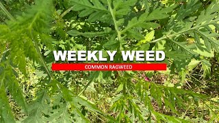 Weekly Weed: Common Ragweed