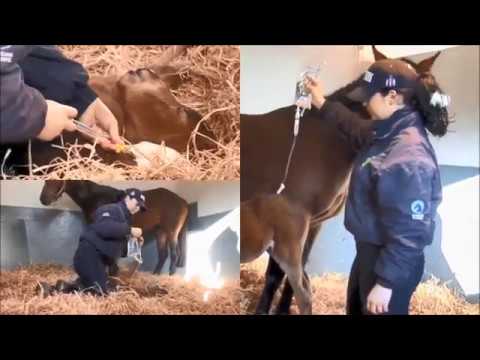 Behind The Gates Series - Convalescence Unit