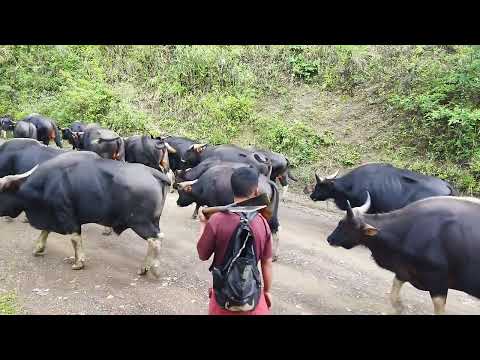 Traditional Mithun Farming #Porba Naga Village #Mithun farming