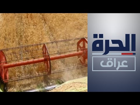شاهد بالفيديو.. "موسم مطري جيد".. التجارة تتوقع محصولا وفيرا من القمح