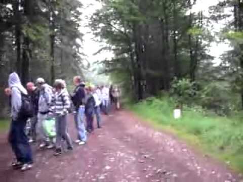 Idzie bydło przez las, nie zwracając na nic uwagi 