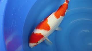 video van Kohaku 2406305