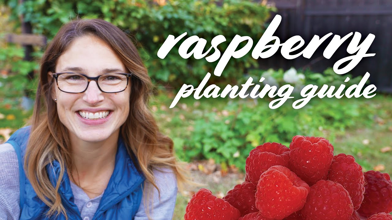 Raspberry Planting Guide | Soil, Sun, pH, Fertilizing, Growing & Caring
