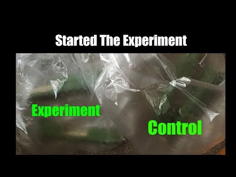 Testing Idea on Increasing Mescaline Biosynthesis. Part 2