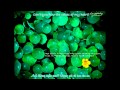 [Vietsub] The story of the tears - Yuri Chika 