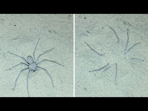 Pet Spider Caught Burying Itself In Sand