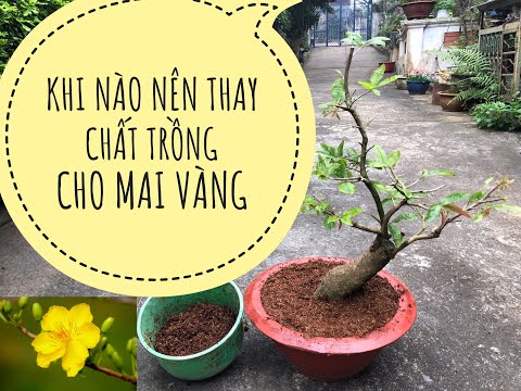 KHI NÀO THAY ĐẤT CHO CÂY MAI VÀNG