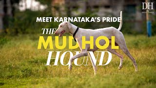 Download lagu How Karnataka brought back Mudhol Hound dogs from the brink of extinction mp3