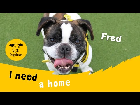 Fred for sale in Glasgow, Scotland