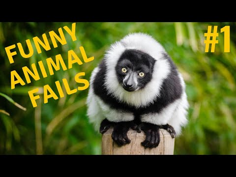 Try Not To Laugh Watching Funny Animal Fails Compilation #1 ✔
