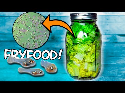 INFUSORIA THE EASY WAY - And All You Need To Know For Success!