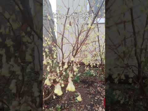 あなたの庭の外観を向上させることができる黄色の花の低木はどれですか? 14の刺激的な提案！  庭園