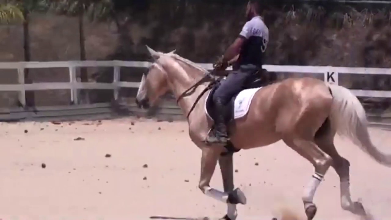 Watch Now Sonhar cavalo montado significado Sonhar cavalo montado significado