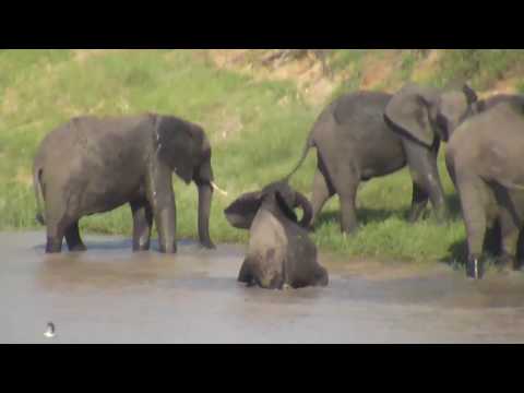 Djuma: Small herd of Elephants enjoy a drink and soak at dam - 15:30 - 01/08/19
