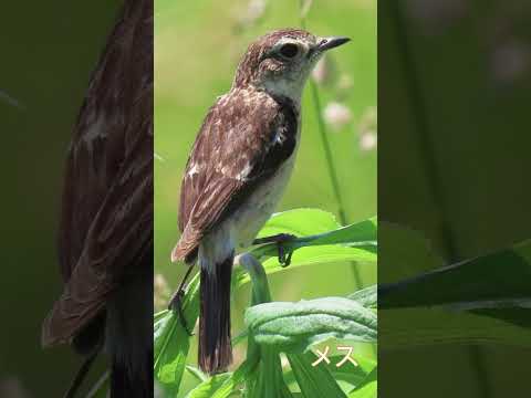 オウゴンヒタキについて詳しく解説