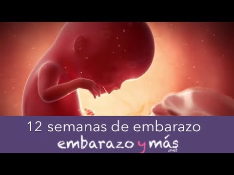 12 semanas de embarazo - Tercer mes - EMBARAZOYMAS