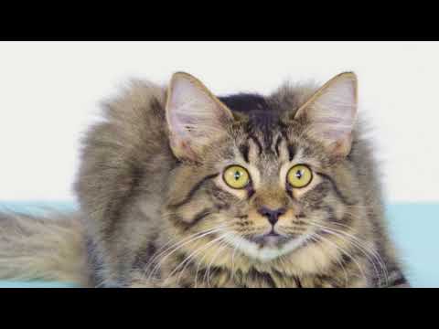 LittleFatKitten - Can Cats Eat Honey? - YouTube
