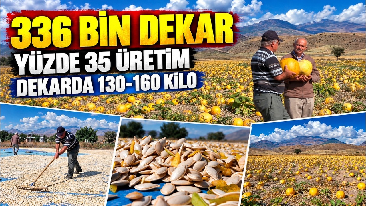 30 yıldır kabak çekirdeği üretiyorlar: Dekarda 130-160 kilo ürün alıyorlar