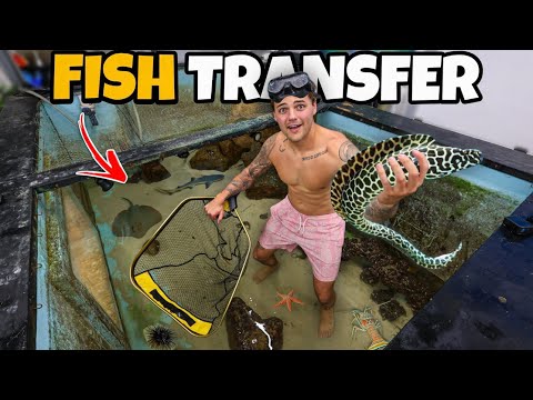Moving ALL My SALTWATER FISH into the Shark Pond!!