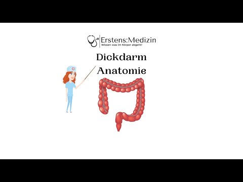 Dickdarm Anatomie