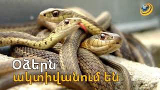 Սողունները դարձյալ գերակտիվ են. օձերը զով վայրեր են փնտրում