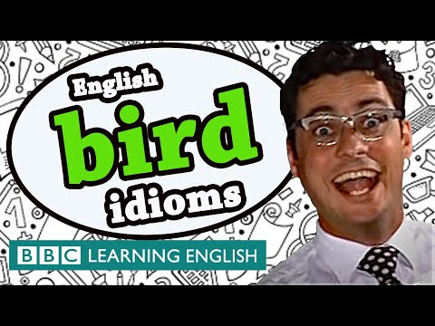 Bird Idioms - BBC Learning English