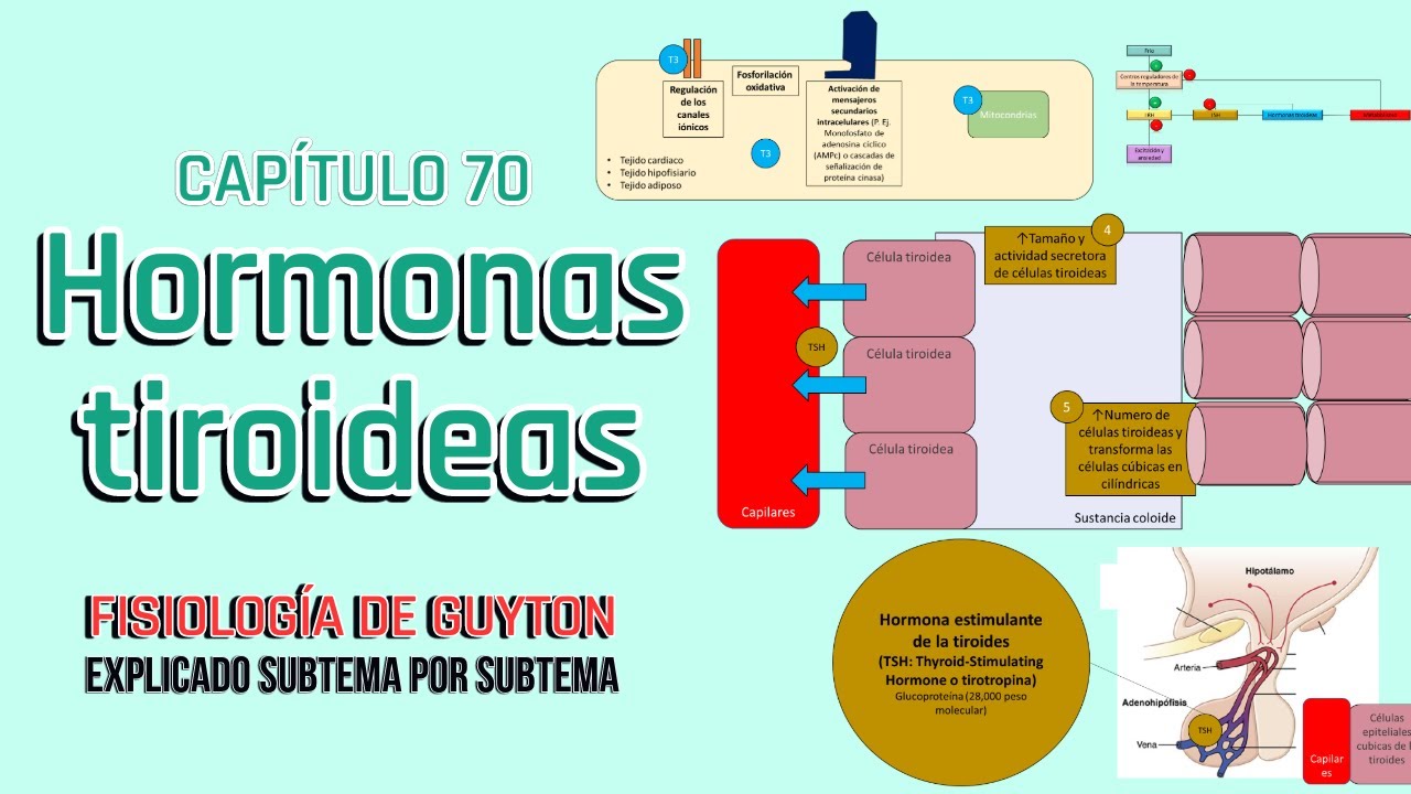 CAP 77: Hormonas metabólicas tiroideas l Fisiología de Guyton