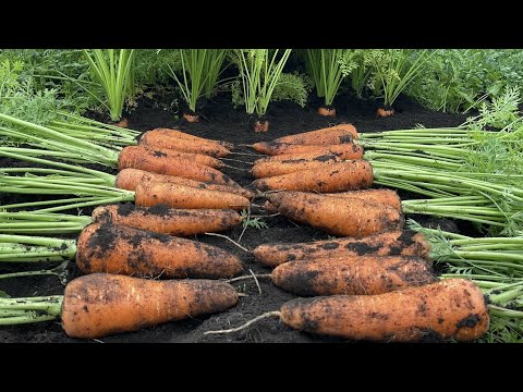 ニンジンの収穫: これが仕組みです 植物