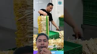 Download lagu Paman Punya Toge Panjang Banget mp3