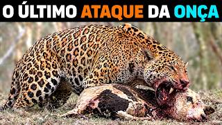 🚨 A Onça-pintada NUNCA MAIS ATACARÁ fazendas no PANTANAL