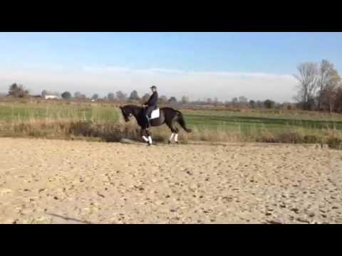 3jährige Stute v. Don Index / Bergamon