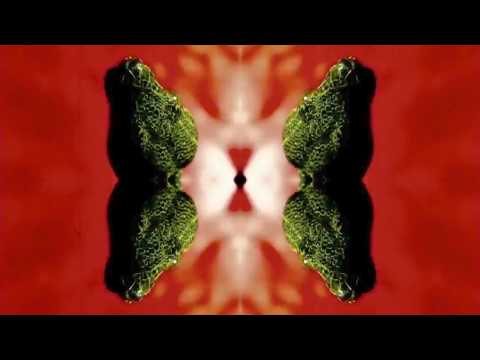 COPY013 - Species K - Don't Fight The Snake (Video Cut)