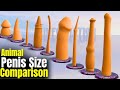 Animal Penis Size Comparison Comparison Animals Penis