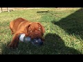 Dogue de Bordeaux puppy for sale