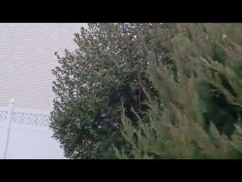 Make Sure the Trees Are Trimmed Back in Ocean Grove, NJ