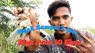 Download lagu Trik Jitu Pikat Ciblek Sawah/Klik Cukup Itungan Menit Longsong Burung Anda Penuh mp3 Download lagu Trik Jitu Pikat Ciblek Sawah/Klik Cukup Itungan Menit Longsong Burung Anda Penuh mp3