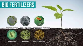 Biofertilizers