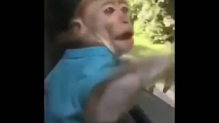 Download lagu Minang Kocak ibal kerumah amell mp3 Download lagu Minang Kocak ibal kerumah amell mp3