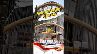 Download lagu Waterslager Canary Singing #canarysinging #kenarigacor #waterslagercanary mp3