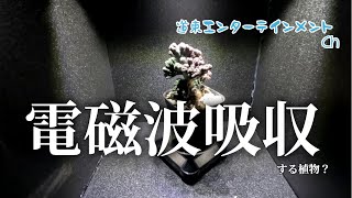 【多肉植物】電磁波を吸収する謎の植物、あのサボテンの突然変異だった