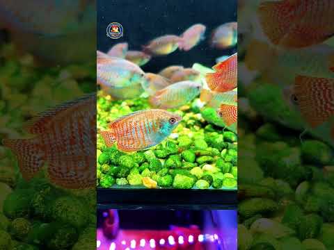 Video Thumb