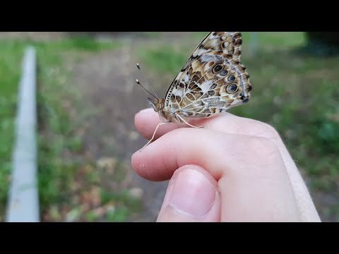 Schmetterlinge züchten mit einem Zuchtset | Erfahrungsbericht von meiner Aufzucht der Schmetterlinge