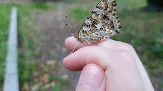 Schmetterlinge züchten mit einem Zuchtset | Erfahrungsbericht von meiner Aufzucht der Schmetterlinge