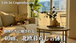 北欧で暮らす、子なし夫婦の休日🇩🇰動物園と猫に癒される|40㎡のヒュッゲな北欧暮らし|Life in Copenhagen