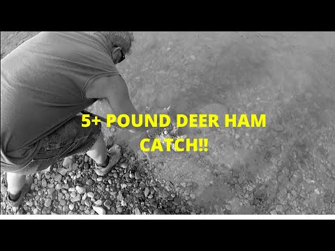 FIRST EVER Caught a Deer ham on a Jerk Bait  (catch NO cook)