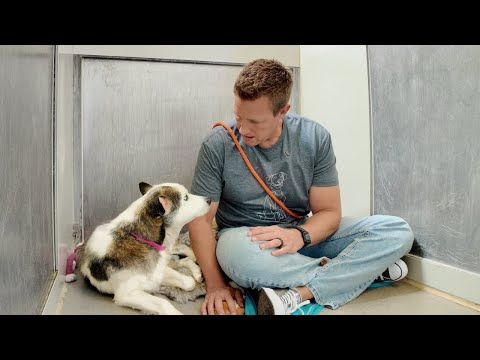 Watch Stray Dog's Heartbreaking Reaction to Hearing Her Name 😳