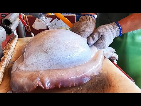 Amazing live giant cuttlefish cutting / Many Types of Sashimi